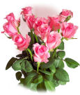Diana Roses Diana,West Virginia,WV:Single Color Roses Long